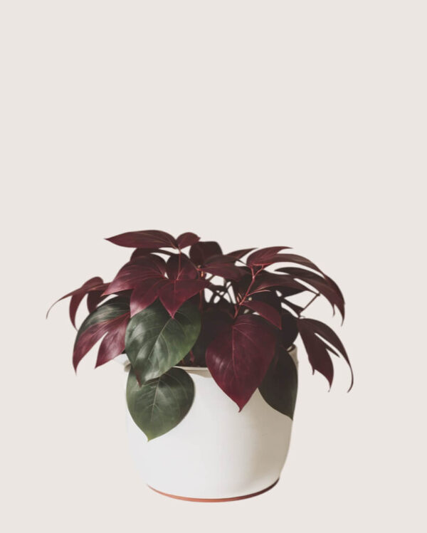 shop53-nature-4-1 Product Image